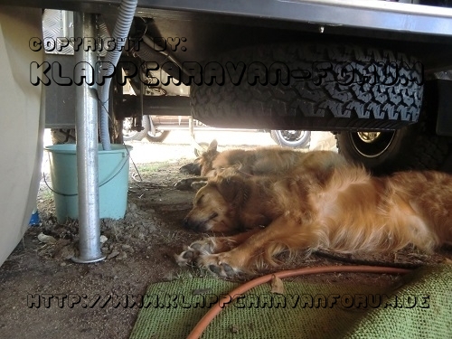 Golden Retriever und DSH