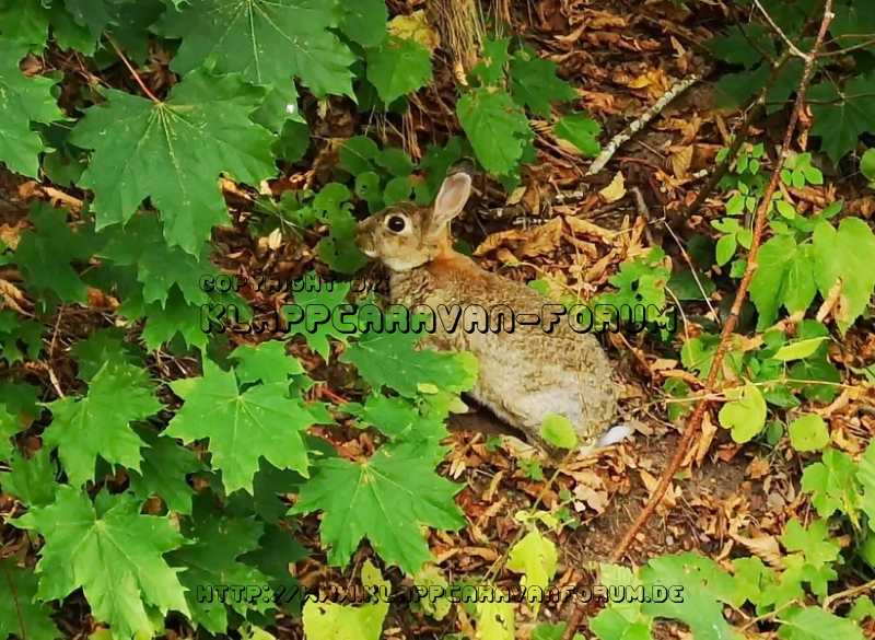 030   Natur