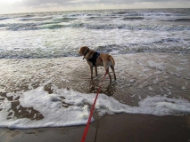 Noordwijk-Benny wartet auf das Meer