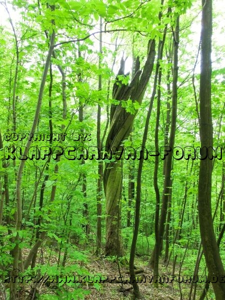 Dransfeld2012 (24)