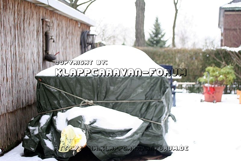 Schneefalter 1