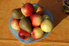 Obst